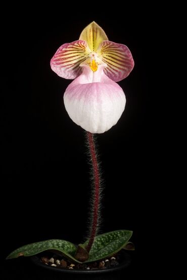 куплю саженцы роз: Орхидея Башмачок Paphiopedilum micranthum Пафиопедилюм мелкоцветковый