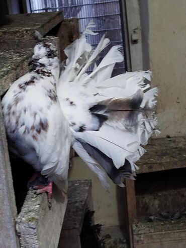 Göyərçinlər: Salam aleykum.Pavlin göyərçinləri satılır.Pavlinlərin sağlamlığına — 11