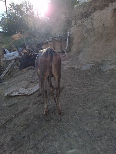 Inəklər, öküzlər: Məhsul: İnək və buzovlar Təsvir: - Fotoşəkillərdə qara-ağ rəngli — 3