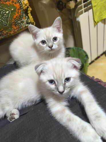 отдам в хорошие руки шотландского вислоухого котенка: Şotland, Dişi