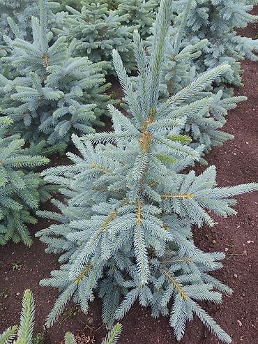 комтер: Ель колючая голубая (Picea pungens ‘Glauca’) — декоративные саженцы с — 1