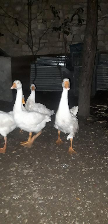 quslar: Ruset qazları satılır. - Yaş: 4 aylıq - Növ: Rusiya (Ruset) qazları - — 3