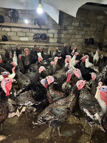 Hinduşka: Məhsul: Hinduşka sürüsü Təsvir: - Şəkillərdə gördüyünüz damazlıq — 3