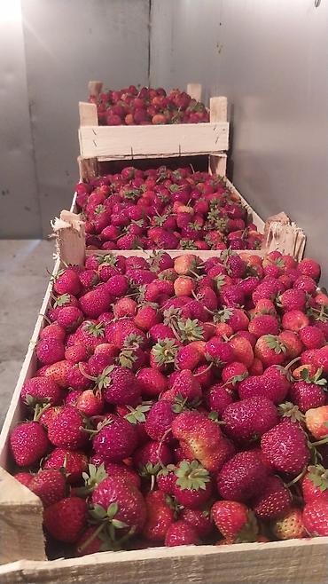 Клубника: Клубника — 24