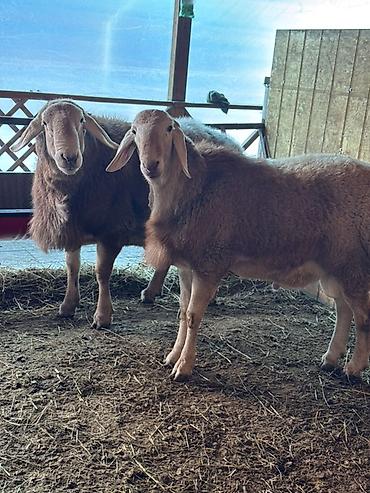 Баран, овца: Продаю | Баран (самец) | Арашан | Для разведения | Племенные, Осеменитель — 5