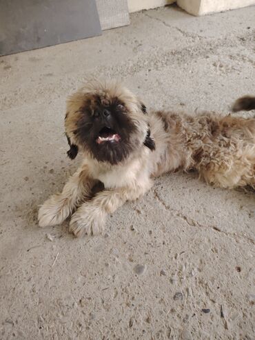 Mercedes-Benz: Pekines