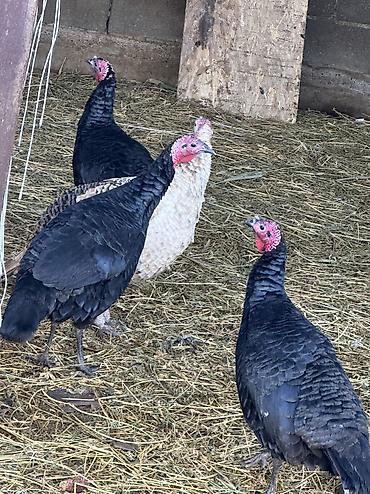 Индюки: Продаю | Индюшка (самка), Индюк (самец) | Черный принц | На забой, Для разведения | Племенные — 8