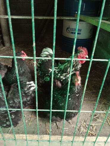 купить цыплят в бишкеке: Кохинхины мраморные, семейка петух и три курицыпрошлогодние
