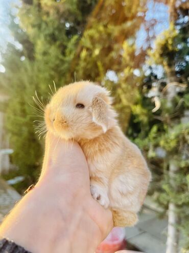 heyvan sahiblenme: Salam🖐🏻. 🎁 Ad günlerinde bayram ve xüsusi günlerde Hediyye seçiminde