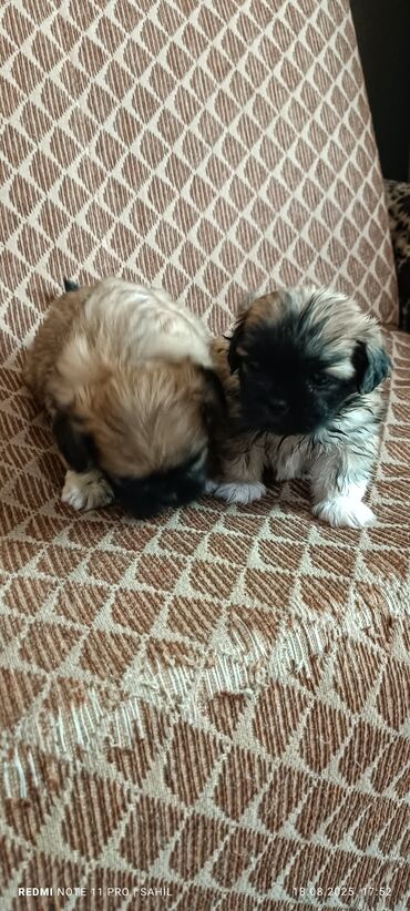 породистые котята в добрые руки: Пекинес, 2 месяца, Самец, С прививками, Бесплатная доставка