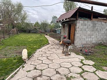 Продажа коттеджей и домов: Продаю дом. 3 комнаты+ сан узел и комната для готовки. свет,вода,газ at lalafo.kg — 7 Продажа коттеджей и домов: Продаю дом. 3 комнаты+ сан узел и комната для готовки. свет,вода,газ — 7