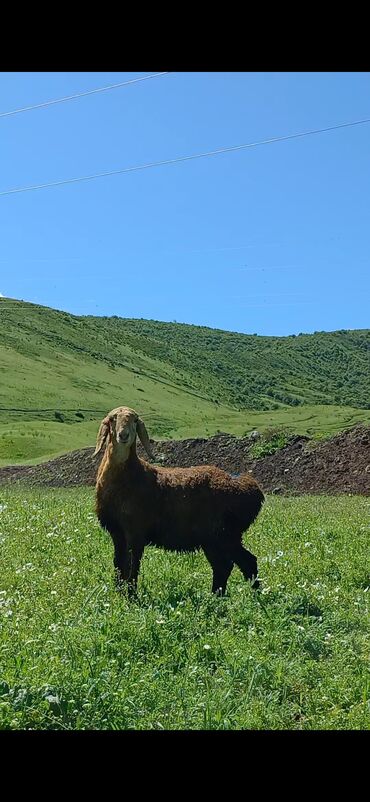альпийская коза цена: Продаю | Ягненок | Арашан