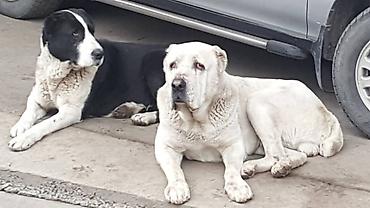 Продажа собак: Шикарные Щенки САО . Среднеазиатской Овчарки ХОРОШИХ БОЙЦОВСКИХ — 18