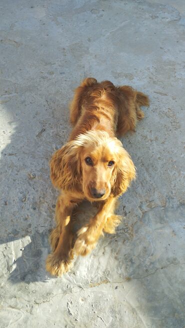 İtlər: Koker spaniyel, 10 ay, Erkek