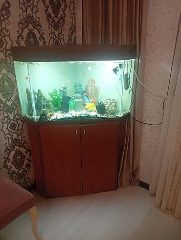 akvarium balik: Qızıl balıq, Sülhsevər, Ünvandan götürmə, Ödənişli çatdırılma — 1