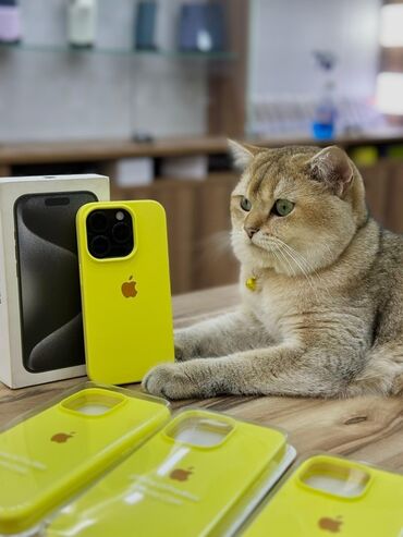 telafon: Cins: Golden Shorthair (British Gold Shinshilla) 🐾* Çox nadir və