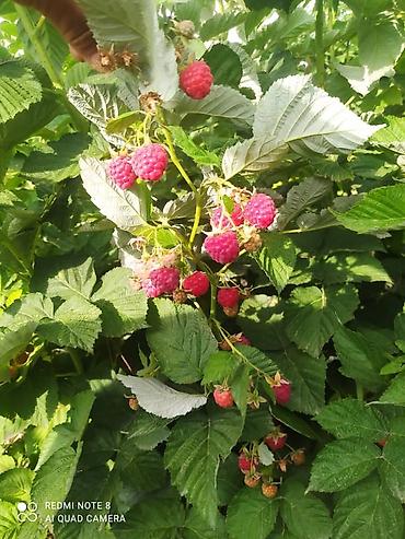 Помидоры: Помидоры Сливки — 26