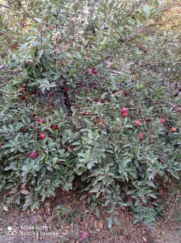 Продажа домов: Дом, 115 м², 5 комнат, Собственник at lalafo.kg — 20 Продажа домов: Дом, 115 м², 5 комнат, Собственник — 20