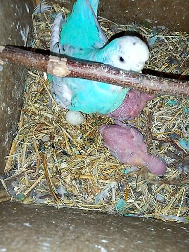 cex quşlar: Çex papuqaylar satılır cavan cütlər tutuquşu vıstıvka cexlər — 10