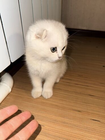 Продажа кошек: Скотиш Фолд (Шотландская вислоухая), 3 месяца, Мальчик, Приучена к лотку — 1