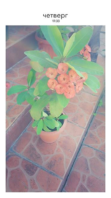 Бөлмө өсүмдүктөрү: Эуфорбия Милия (Euphorbia milii, «Корона Христа») в горшках. - — 3