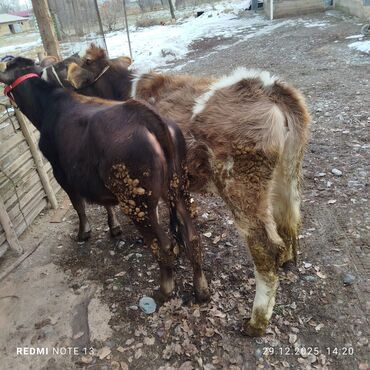 Коровы, быки: Продаю | Музоо, торпок | На откорм | Привязанные — 8