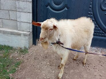 объявления о пропаже животных: Теке сатылат сүттүү эчкинин текеси Мурас ордодо