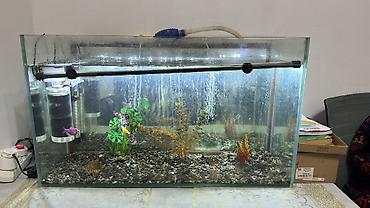 Аквариумдар: Аквариум комплект фильтр, подсветка декор все вместе - — 3