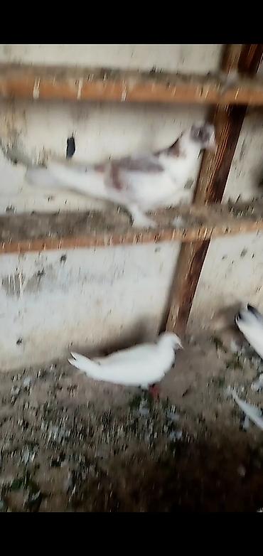 quş tələsi: 6 dene qusdu biri 2 manatdı quslarda berdededi — 4