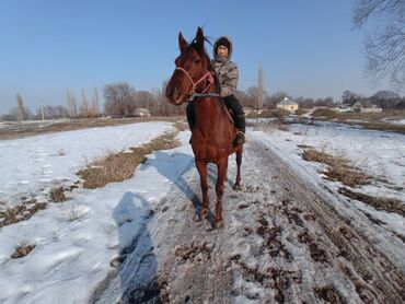 чистокровная арабская лошадь: Продаю | Конь (самец) | Английская | Конный спорт