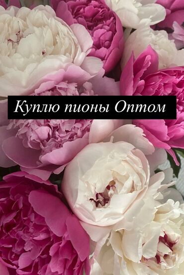 бак 120: Көчөттөр гүлдүн: Пиондор, Өзү алып кетүү, Акысыз жеткирүү, Акылуу жеткирүү