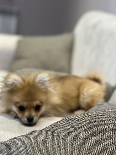 İtlər: Şpitz — 8