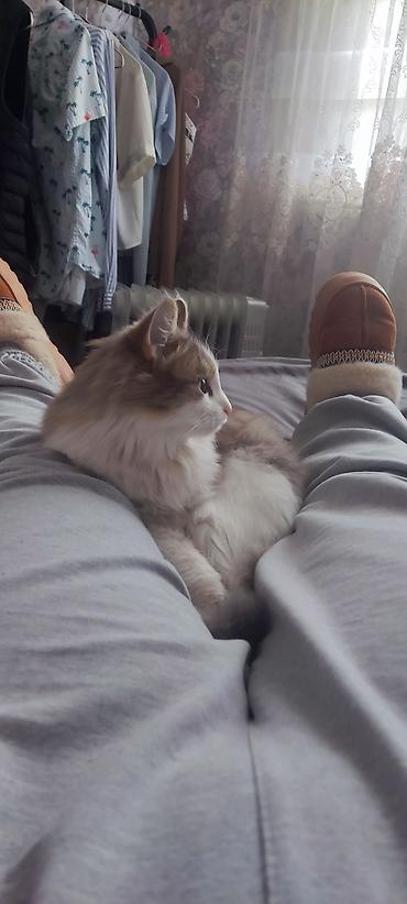 Отдам даром кошку: Кошка даром: Сибирская, 1 год, Девочка — 2