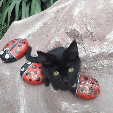 где взять котенка: 3 месяца, Мальчик, Приучена к лотку, Проглистована — 2