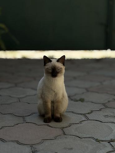 кошка ош: Кошка даром: Сиамская, Девочка — 1