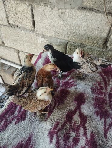 Другие птицы: 5 ədəd 1 aylıq yaponka cücələri satılır.tam sağlamdılar.qiymət biri 5