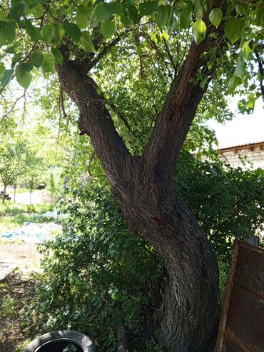 натуральное дерево: Продам дерево абрикос (өрүк)ствол примерно 50см в диаметре