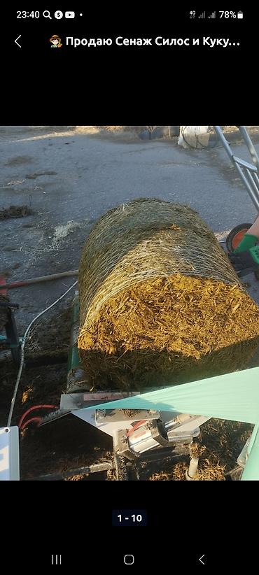 Корма для с/х животных: Кукурузный силос 7 сом + доставка сенаж 8000 сом + доставка качества — 11