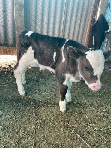 Коровы, быки: Продаю | Музоо, торпок | Полукровка | На откорм — 1
