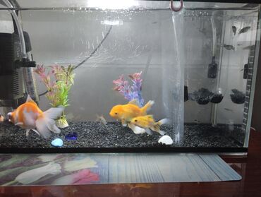 куплю аквариум с рыбками: Продаю аквариум с рыбками