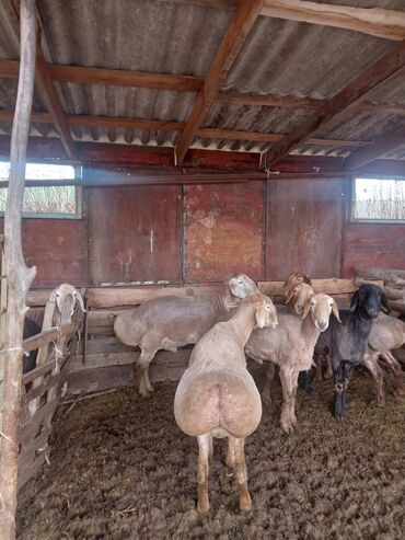 арашан овец: Продаю | Баран (самец) | Арашан | На забой | Племенные