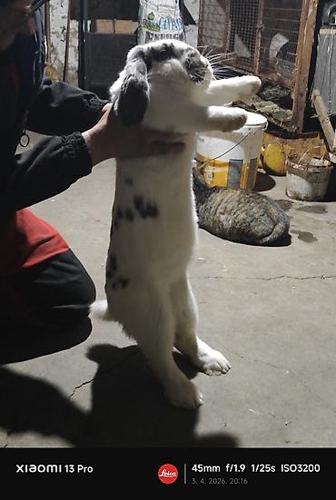 nerc zivotinja: Na prodaju cistokrvni ovnoliki veliki zec, star 7 meseci.Moguca — 2