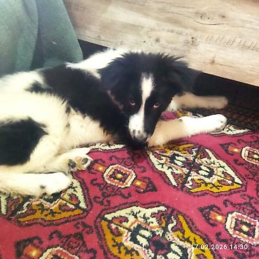 Отдам даром собаку: Щенок, черно-белый, среднего размера. Порода: дворняга . Возраст на — 4