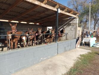 объявления о найденных собаках: Сатам | Тай | Кара Жорго | Көбөйтүү үчүн | Асыл тукумдуу