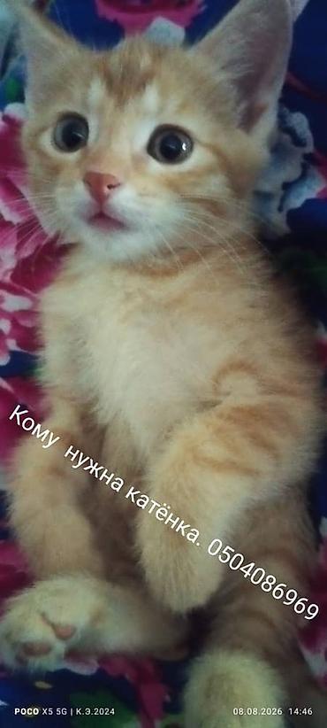 котят даром: Отдам в добрые руки двух котят. - Окрас: один рыжий с полосками — 3