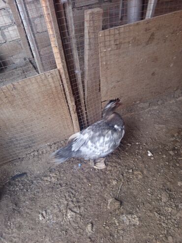 Ördəklər: Salam yerli və cins ördəklər satılır 20-70 manat arası ünvan Gəncə - — 7