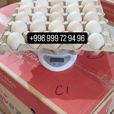 продам яйца: 🥚Продаются свежие местные яйца в 🥚г.Токмок! Доставка в больших