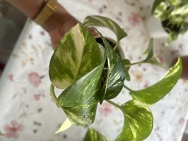 эпипремнум золотистый: Эпипремнум (Pothos) пестролистный — комнатное ампельное растение с — 3