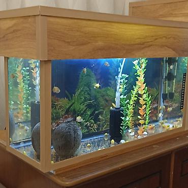 akvarium 90x40x50: Akvarium 60*20*30h,iki qapagı var,fon var.sex akvariumu. akvarium boş — 1