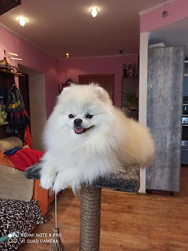 Вязка собак: Шпиц Померанский, Предлагается для вязки, не продается! Даёт — 2